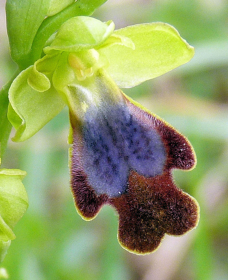 Ophrys lojaconoi